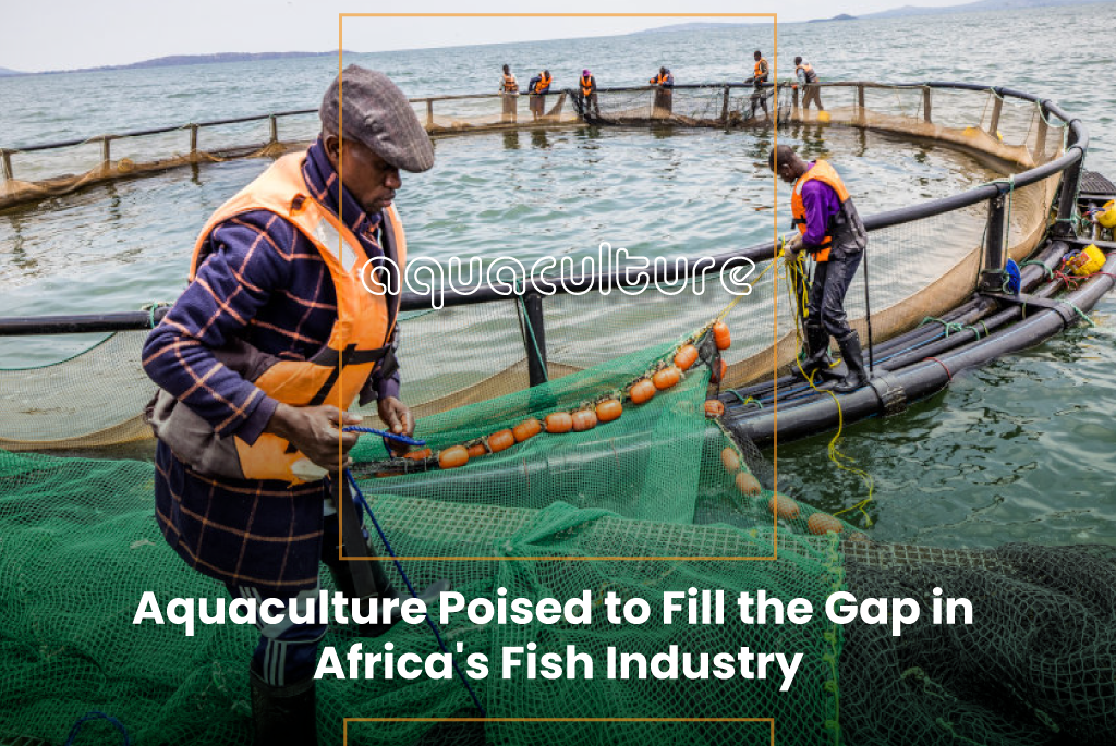 Aquaculture Poised to Fill the Gap in Africa’s Fish Industry