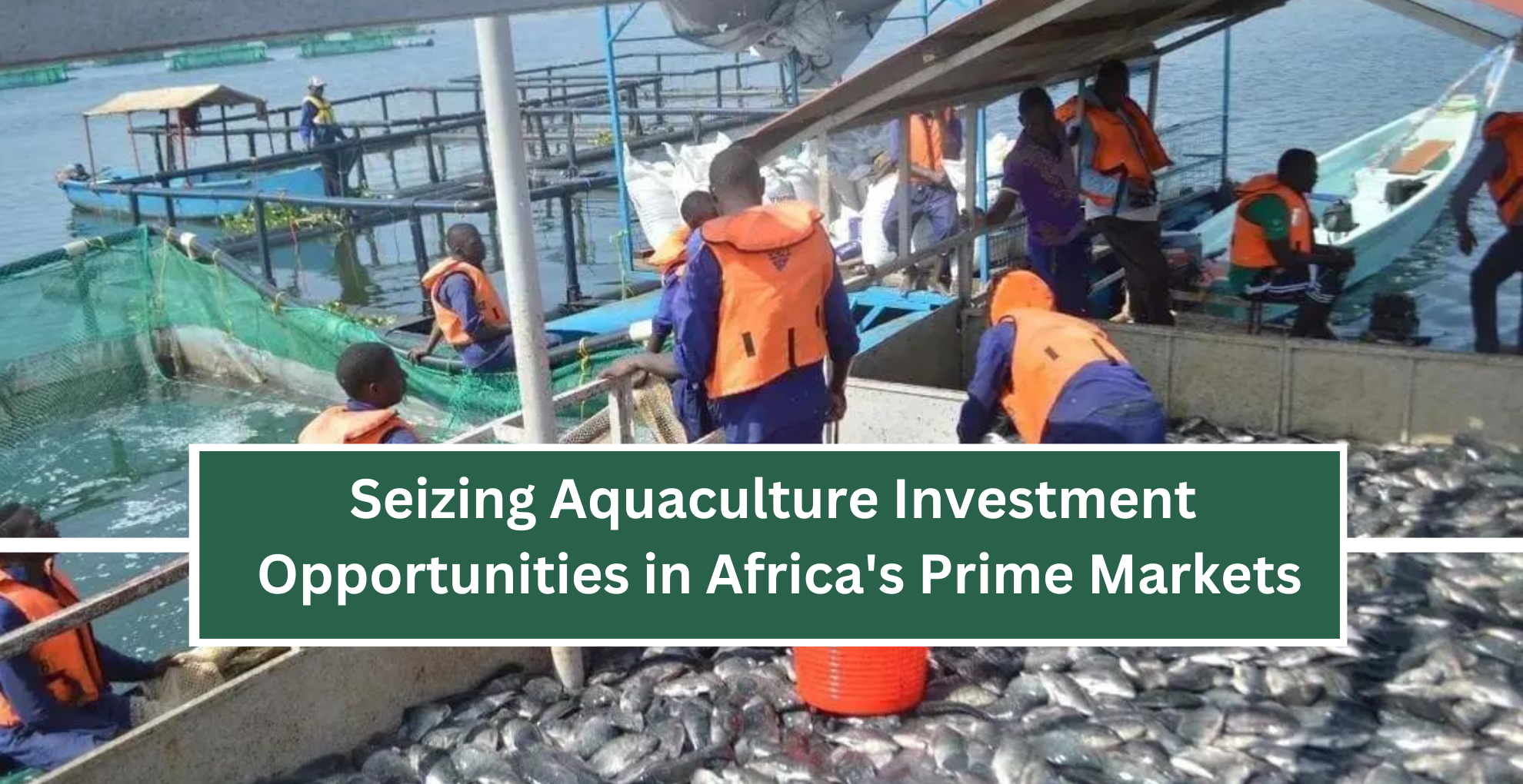 Seizing Aquaculture Investment Opportunities in Africa’s Prime Markets