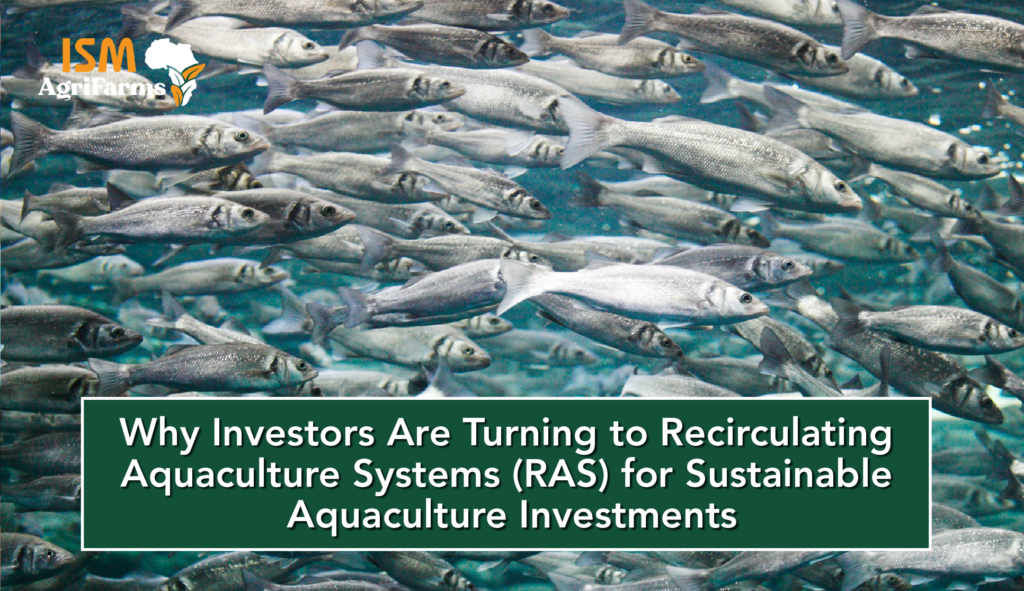 Why Investors Are Turning to Recirculating Aquaculture Systems (RAS ...