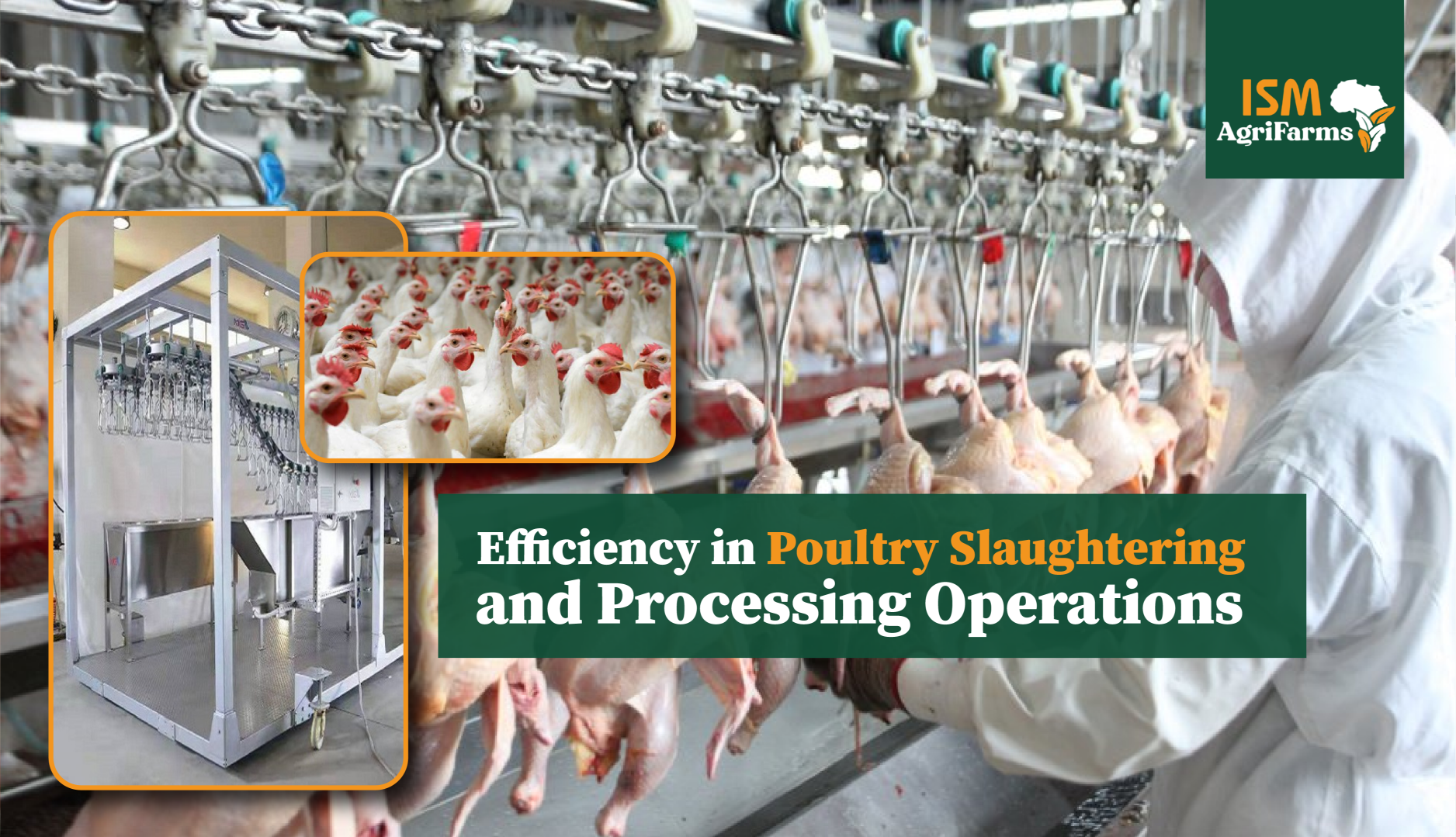 Efficiency in Poultry Slaughtering and Processing Operations